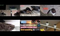 Thumbnail of Amazingearthanimalslivestream