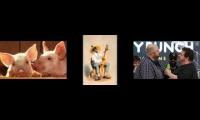 Thumbnail of Boogie and Wings going country style