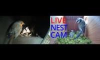 Amazingearthanimalslivestream