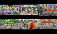 Thumbnail of Amazingearthanimalslivestream