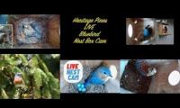 Thumbnail of Amazingearthanimalslivestream