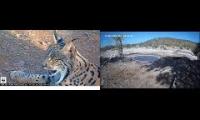 Thumbnail of Amazingearthanimalslivestream