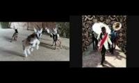 Thumbnail of Slow Motion Baby Goats and Irma Thomas