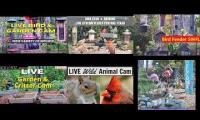 Thumbnail of Amazingearthanimalslivestream