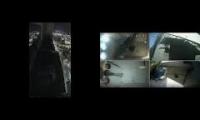 Thumbnail of Amazingearthanimalslivestream
