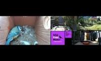 Thumbnail of Amazingearthanimalslivestream