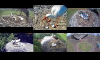 Thumbnail of Amazingearthanimalslivestream