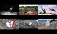 Thumbnail of Amazingearthanimalslivestream