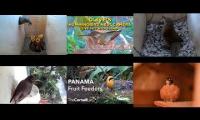 Thumbnail of Amazingearthanimalslivestream