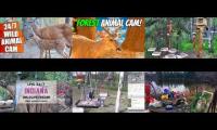 Thumbnail of Amazingearthanimalslivestream