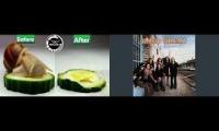 snail eating cucumber speed 90x time lapse while free bird plays