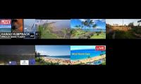 Maui Youtube live videos