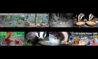 Thumbnail of Amazingearthanimalslivestream