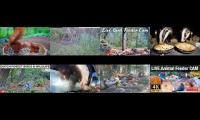 Thumbnail of Amazingearthanimalslivestream
