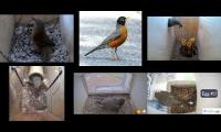 Thumbnail of Amazingearthanimalslivestream