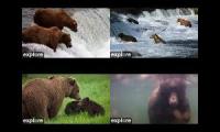Bears of Katmai 2023
