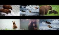 Brooks Falls, Brown Bear Cams