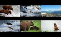 Brown Bear Seaon 2023