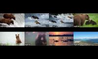 Thumbnail of Brooks Falls Bears  Live Streams