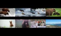 Thumbnail of Brooks Falls Bears  Live Streams