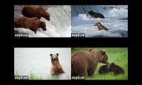 My Brooks Falls Bear Cams