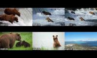 Thumbnail of Katmai: BF, BFL, RF, KRV, RW, DM