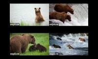 Katmai: BF, ,RF, KRV, RW
