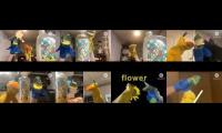 All 8 Arizona Tea Commercials at Once