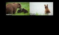 Thumbnail of yayyyyyyyyyy my bears are back