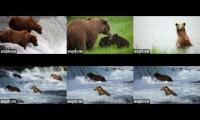 Thumbnail of Katmai Bears WatchParty 2023