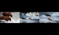 Brooks Falls-Bear Cams (BFH,BFL,Riffles)