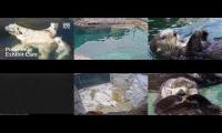 Thumbnail of Amazingearthanimalslivestream