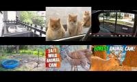 Thumbnail of Amazingearthanimalslivestream