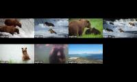 Thumbnail of 2023 LIVE Katmai Bear Cams