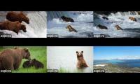 Bear Cams 2023 - Explore.org