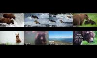 Thumbnail of Brooks Falls Bears  Live Streams