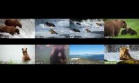 Thumbnail of Brooks Falls Bears  Live Streams