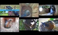 Thumbnail of Amazingearthanimalslivestream