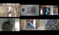 Thumbnail of Amazingearthanimalslivestream