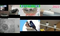 Thumbnail of Amazingearthanimalslivestream