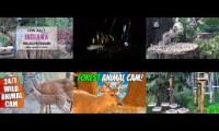 Thumbnail of Amazingearthanimalslivestream
