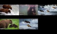 katmai bear live cams
