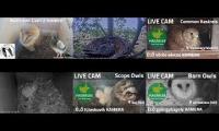 Thumbnail of Amazingearthanimalslivestream