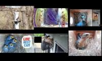 Thumbnail of Amazingearthanimalslivestream