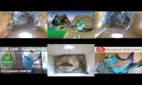 Thumbnail of Amazingearthanimalslivestream
