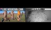 Thumbnail of Amazingearthanimalslivestream