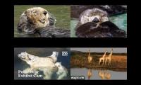 Thumbnail of Live streaming animals