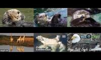 Live streaming animals