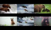 Thumbnail of Brooks Falls Bear Cams