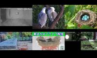Thumbnail of Amazingearthanimalslivestream